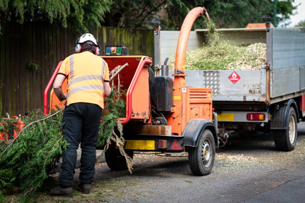 Best Commercial Tree Services  in Las Vegas, NM