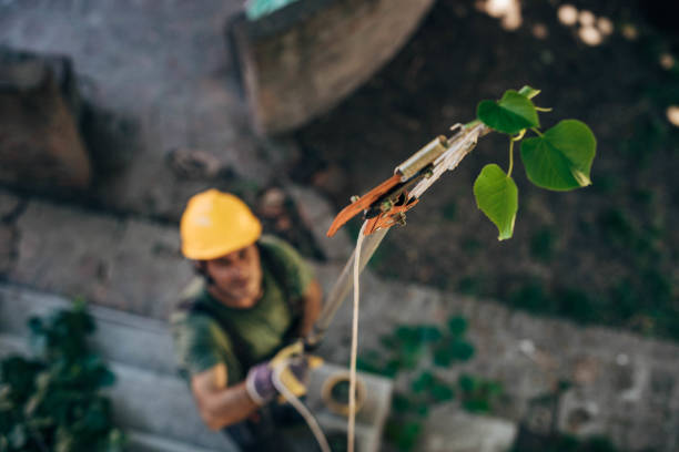 Best Tree Maintenance Programs  in Las Vegas, NM