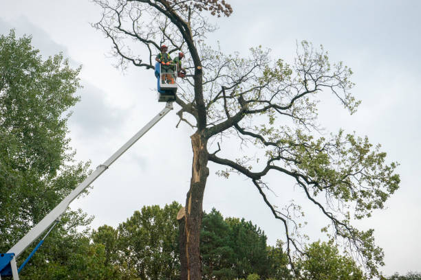  Las Vegas, NM Tree Removal Pros