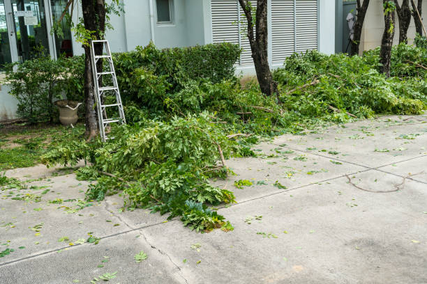 Best Tree Removal  in Las Vegas, NM